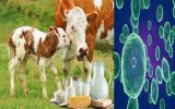 مصرف شیر و گوشت غیر بهداشتی عامل اصلی انتقال‌ تب مالت به انسان است