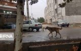 پرسه «سگ های ولگرد» و سلب آرامش شهروندان ایلامی